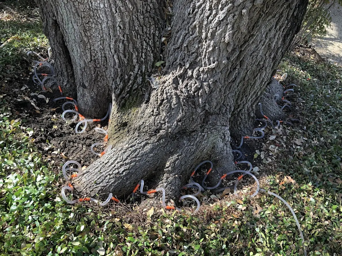 Detailed Tree Cabling and Bracing job site in Hill