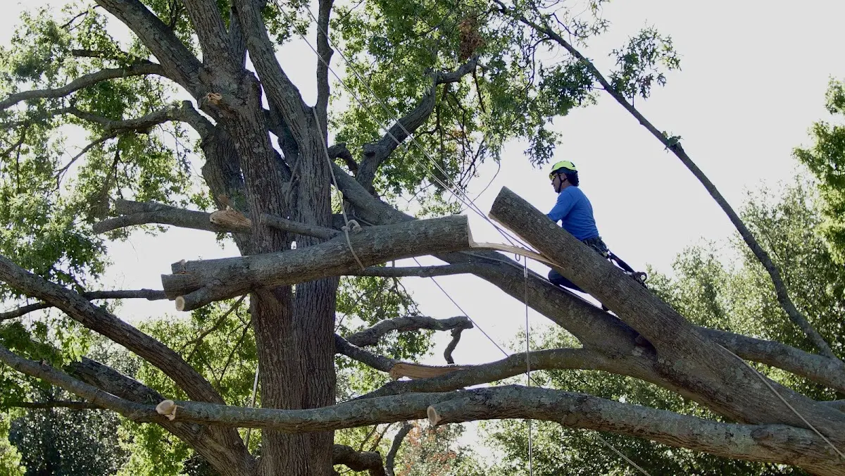 Professional Crown Thinning performed by certified arborists in Hill