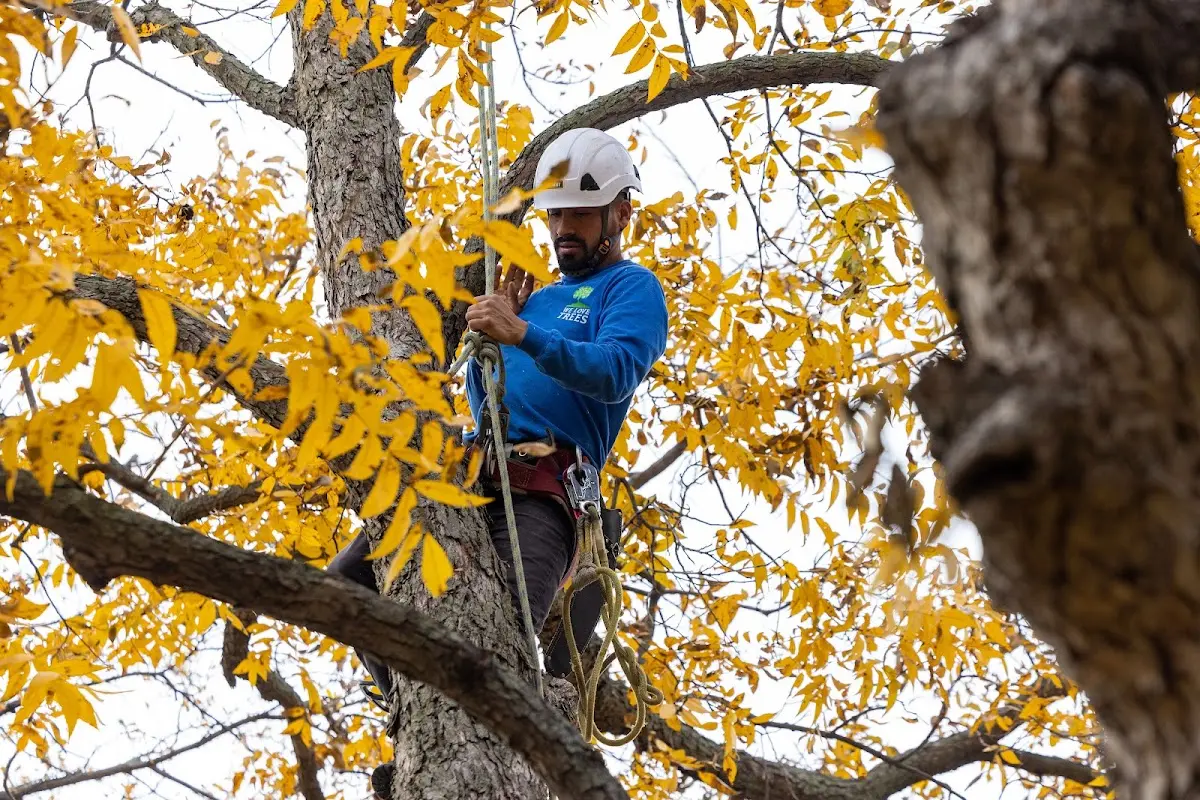 Skilled Tree Transplanting crew working in Hill