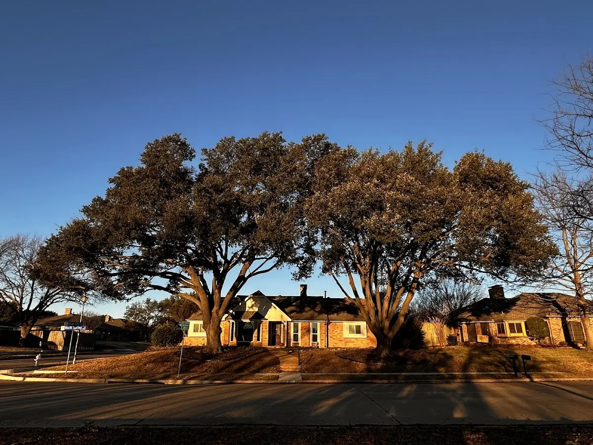 Established residential canopy tree shading a home in Hill